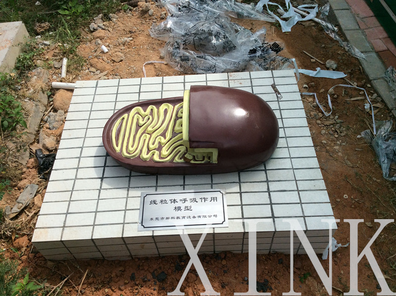 線(xiàn)粒體呼吸作用模型